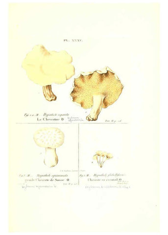 Reproducción/Reproduction 6266958054: Iconographie des champignons de Paulet New York,H. Baillière; [etc., etc.],1855