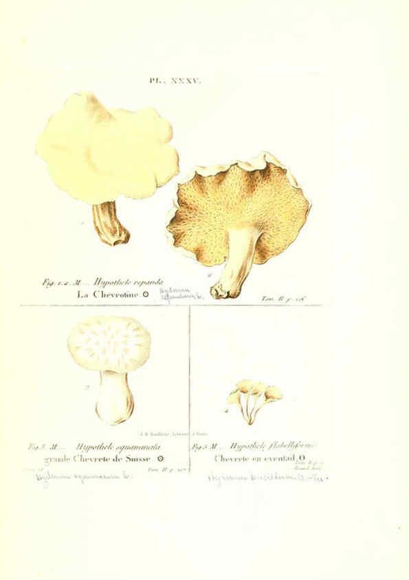 Reproducción/Reproduction 6266958054: Iconographie des champignons de Paulet New York,H. Baillière; [etc., etc.],1855