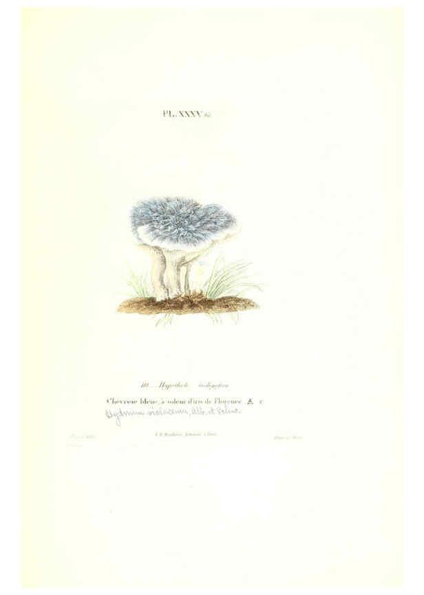 Reproducción/Reproduction 6266430057: Iconographie des champignons de Paulet New York,H. Baillière; [etc., etc.],1855