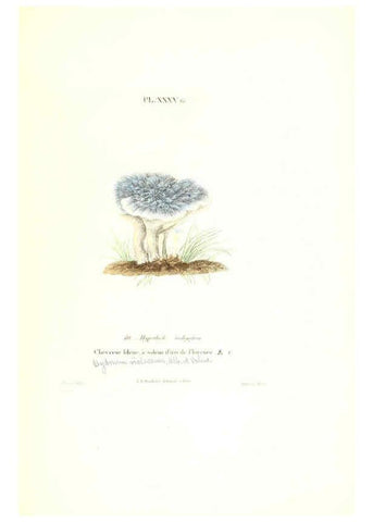 Reproducción/Reproduction 6266430057: Iconographie des champignons de Paulet New York,H. Baillière; [etc., etc.],1855