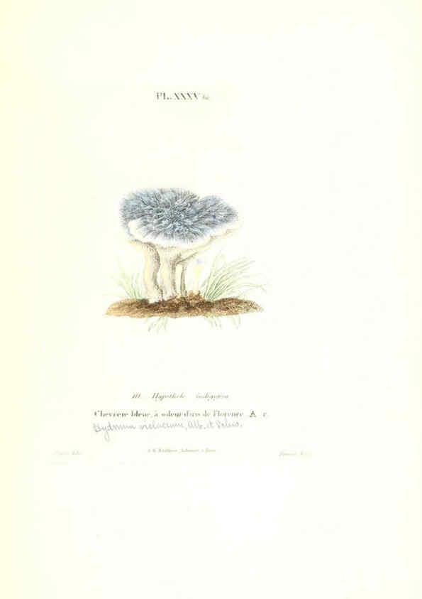 Reproducción/Reproduction 6266430057: Iconographie des champignons de Paulet New York,H. Baillière; [etc., etc.],1855
