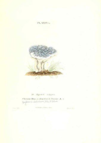 Reproducción/Reproduction 6266430057: Iconographie des champignons de Paulet New York,H. Baillière; [etc., etc.],1855