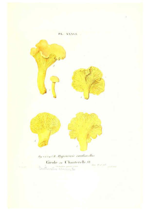 Reproducción/Reproduction 6266430259: Iconographie des champignons de Paulet New York,H. Baillière; [etc., etc.],1855
