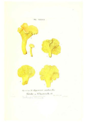 Reproducción/Reproduction 6266430259: Iconographie des champignons de Paulet New York,H. Baillière; [etc., etc.],1855