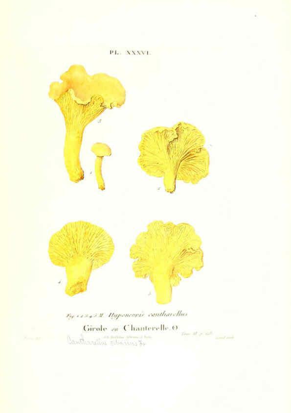 Reproducción/Reproduction 6266430259: Iconographie des champignons de Paulet New York,H. Baillière; [etc., etc.],1855
