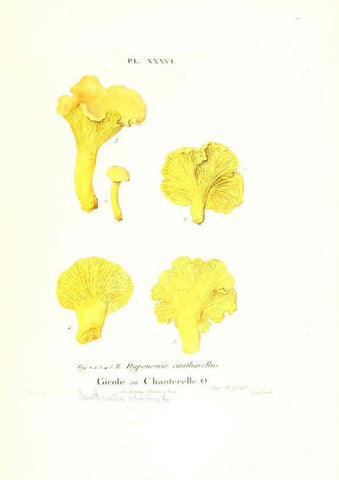 Reproducción/Reproduction 6266430259: Iconographie des champignons de Paulet New York,H. Baillière; [etc., etc.],1855