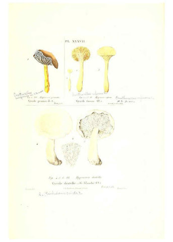 Reproducción/Reproduction 6266430431: Iconographie des champignons de Paulet New York,H. Baillière; [etc., etc.],1855
