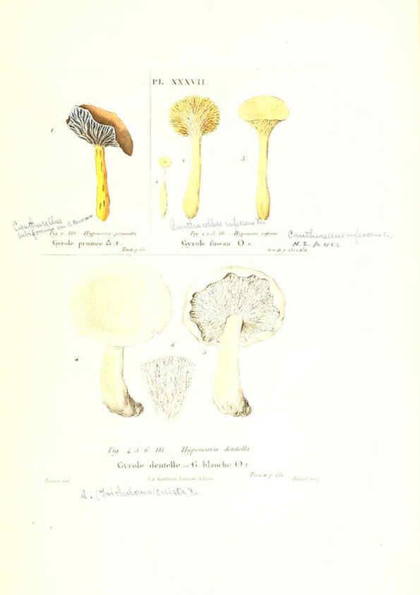 Reproducción/Reproduction 6266430431: Iconographie des champignons de Paulet New York,H. Baillière; [etc., etc.],1855