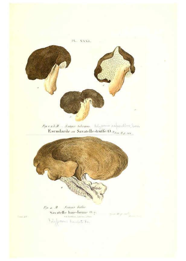 Reproducción/Reproduction 6266429091: Iconographie des champignons de Paulet New York,H. Baillière; [etc., etc.],1855