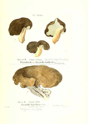 Reproducción/Reproduction 6266429091: Iconographie des champignons de Paulet New York,H. Baillière; [etc., etc.],1855