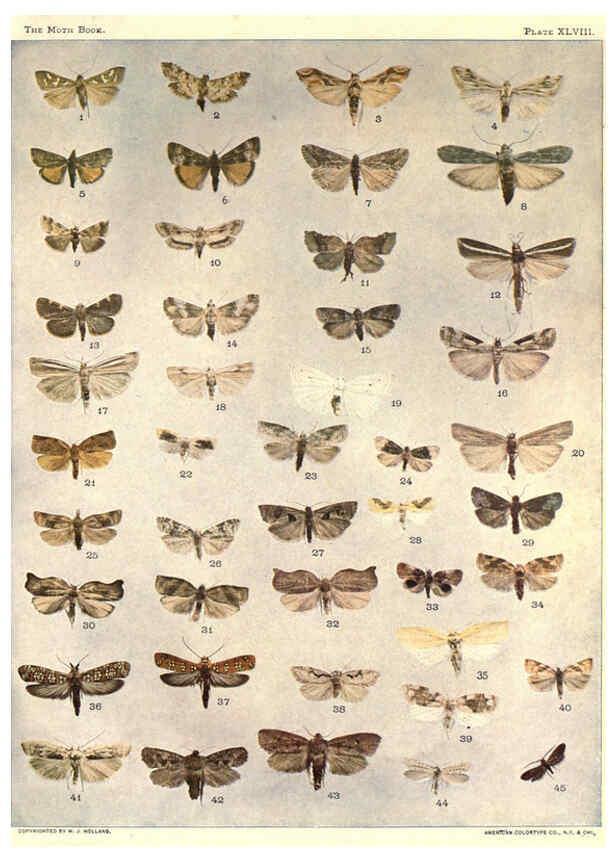 Reproducción/Reproduction 6266336751: The moth book Garden City, New York :Doubleday, Page & company,1916