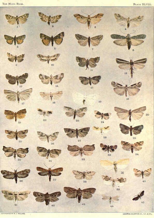 Reproducción/Reproduction 6266336751: The moth book Garden City, New York :Doubleday, Page & company,1916