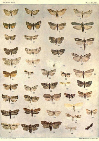 Reproducción/Reproduction 6266336751: The moth book Garden City, New York :Doubleday, Page & company,1916