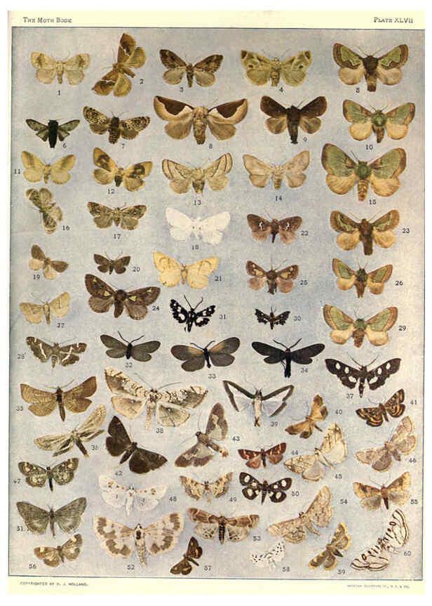 Reproducción/Reproduction 6266864430: The moth book Garden City, New York :Doubleday, Page & company,1916