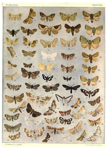 Reproducción/Reproduction 6266864430: The moth book Garden City, New York :Doubleday, Page & company,1916