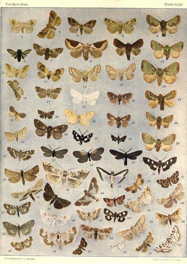 Reproducción/Reproduction 6266864430: The moth book Garden City, New York :Doubleday, Page & company,1916