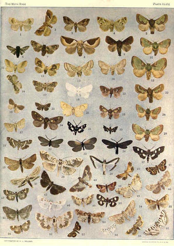 Reproducción/Reproduction 6266864430: The moth book Garden City, New York :Doubleday, Page & company,1916