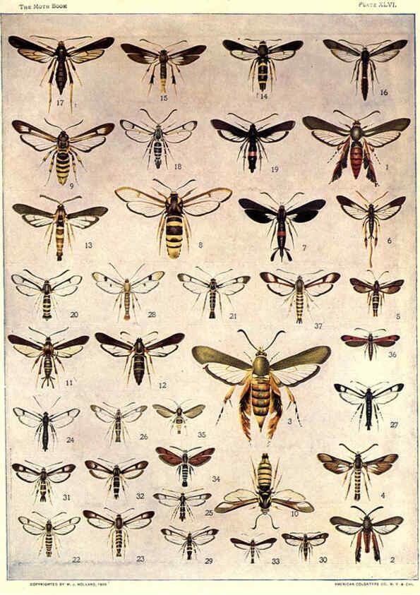 Reproducción/Reproduction 6266864276: The moth book Garden City, New York :Doubleday, Page & company,1916