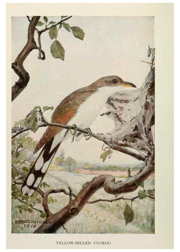 Reproducción/Reproduction 6264225600: Bird biographies New York,Dodd, Mead,1923