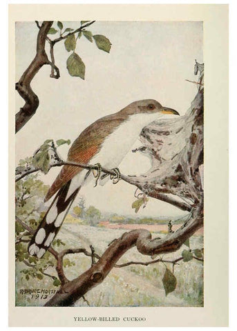 Reproducción/Reproduction 6264225600: Bird biographies New York,Dodd, Mead,1923