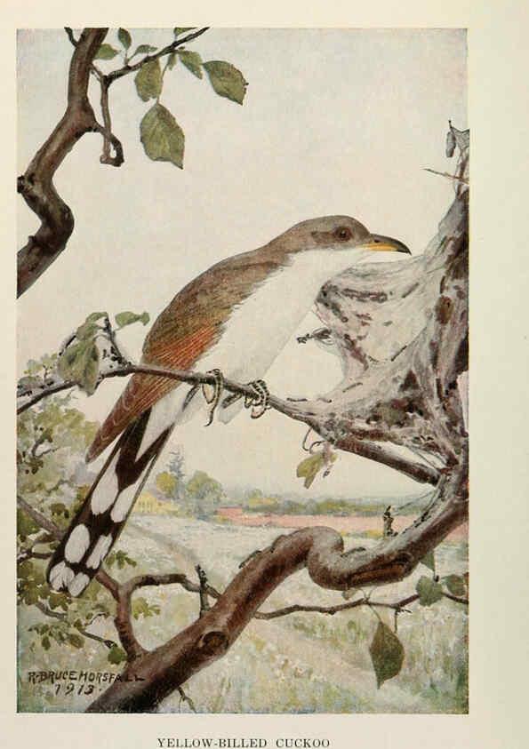 Reproducción/Reproduction 6264225600: Bird biographies New York,Dodd, Mead,1923