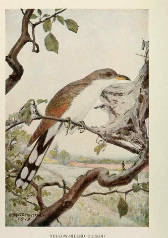 Reproducción/Reproduction 6264225600: Bird biographies New York,Dodd, Mead,1923