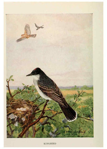 Reproducción/Reproduction 6264225920: Bird biographies New York,Dodd, Mead,1923