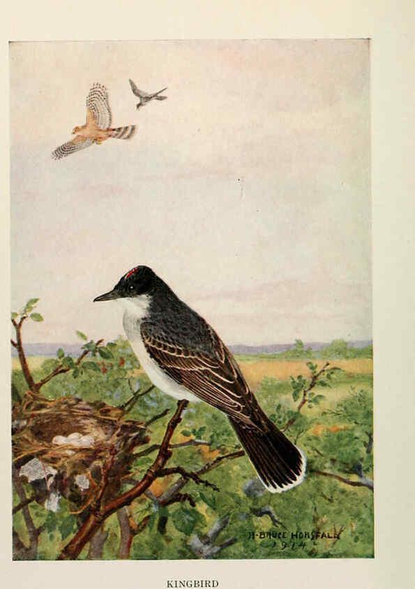 Reproducción/Reproduction 6264225920: Bird biographies New York,Dodd, Mead,1923