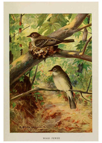 Reproducción/Reproduction 6263698859: Bird biographies New York,Dodd, Mead,1923