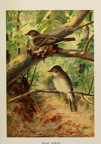 Reproducción/Reproduction 6263698859: Bird biographies New York,Dodd, Mead,1923