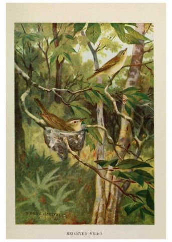 Reproducción/Reproduction 6263699173: Bird biographies New York,Dodd, Mead,1923
