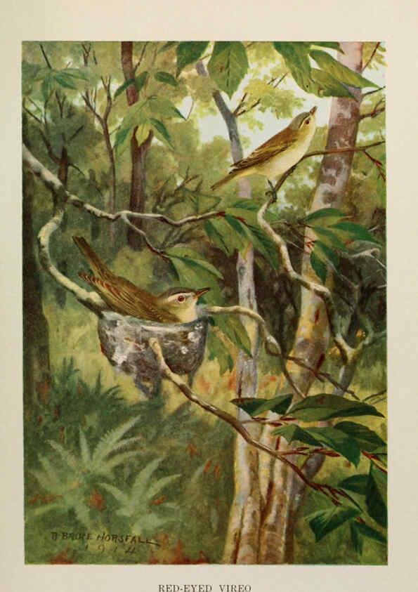 Reproducción/Reproduction 6263699173: Bird biographies New York,Dodd, Mead,1923
