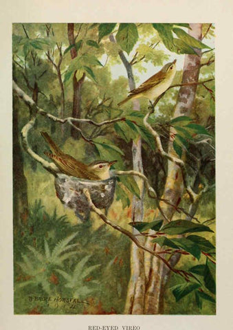 Reproducción/Reproduction 6263699173: Bird biographies New York,Dodd, Mead,1923