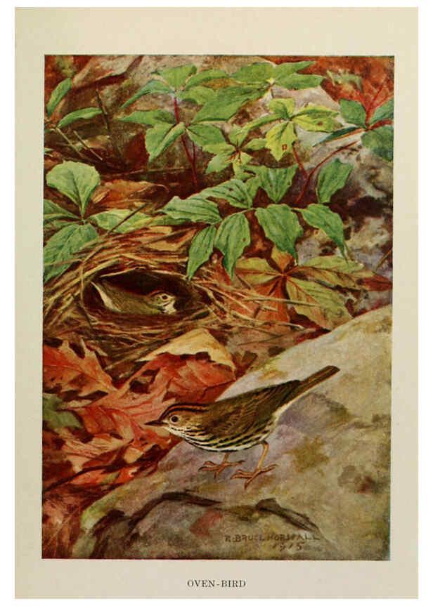 Reproducción/Reproduction 6264226756: Bird biographies New York,Dodd, Mead,1923