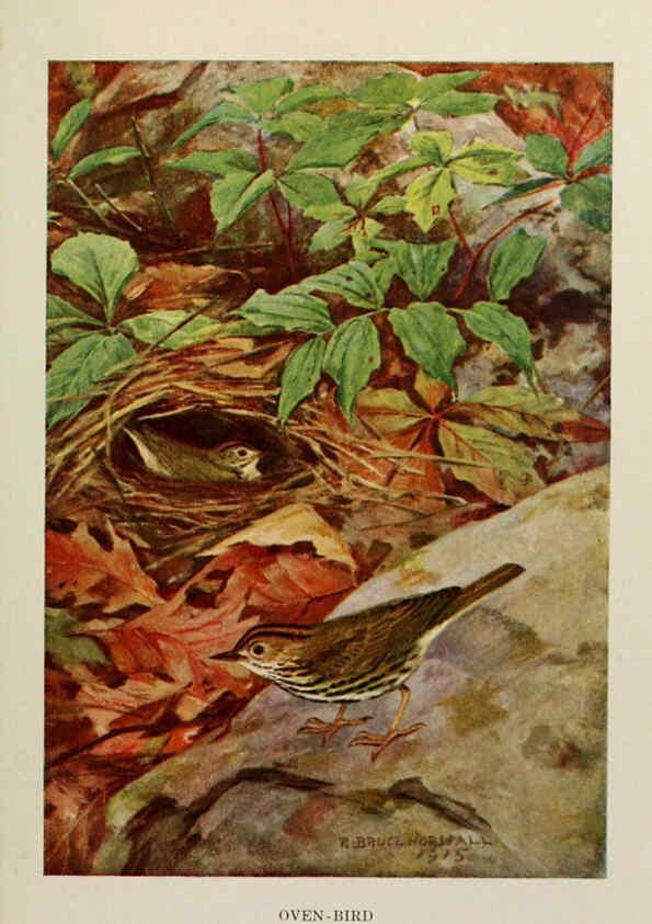Reproducción/Reproduction 6264226756: Bird biographies New York,Dodd, Mead,1923