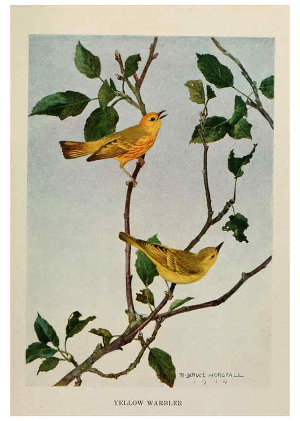 Reproducción/Reproduction 6263699593: Bird biographies New York,Dodd, Mead,1923