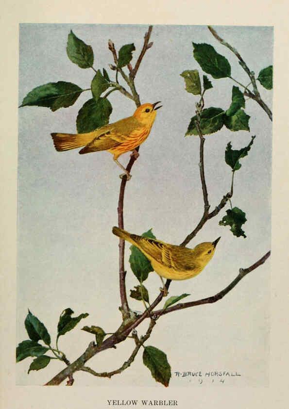 Reproducción/Reproduction 6263699593: Bird biographies New York,Dodd, Mead,1923