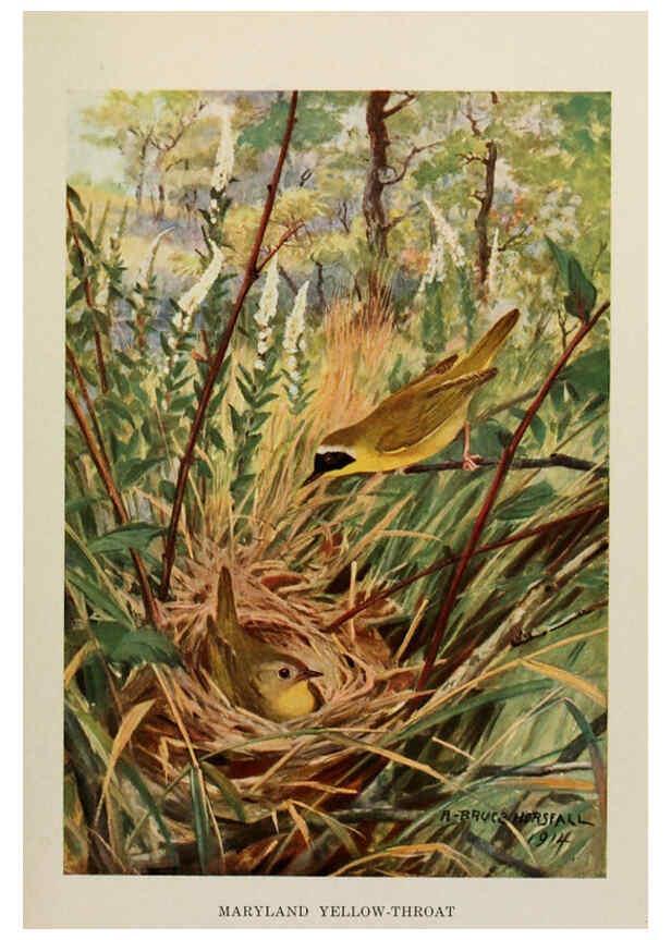 Reproducción/Reproduction 6263699801: Bird biographies New York,Dodd, Mead,1923