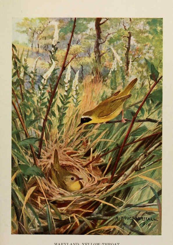 Reproducción/Reproduction 6263699801: Bird biographies New York,Dodd, Mead,1923