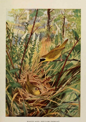 Reproducción/Reproduction 6263699801: Bird biographies New York,Dodd, Mead,1923