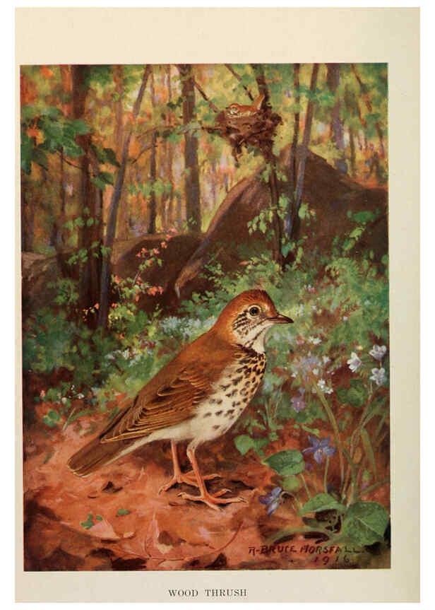 Reproducción/Reproduction 6263700109: Bird biographies New York,Dodd, Mead,1923