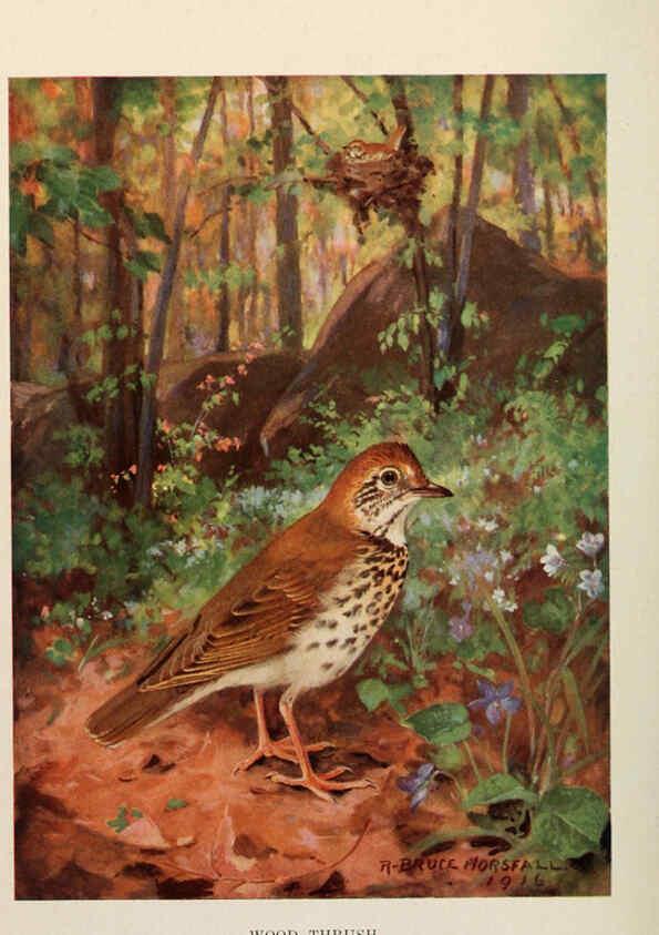 Reproducción/Reproduction 6263700109: Bird biographies New York,Dodd, Mead,1923