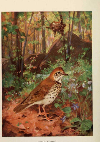 Reproducción/Reproduction 6263700109: Bird biographies New York,Dodd, Mead,1923