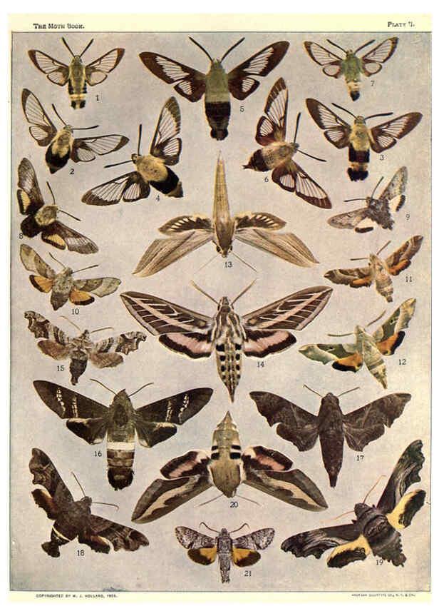 Reproducción/Reproduction 6266855234: The moth book Garden City, New York :Doubleday, Page & company,1916