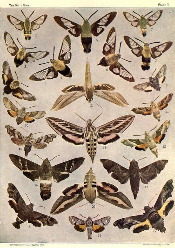 Reproducción/Reproduction 6266855234: The moth book Garden City, New York :Doubleday, Page & company,1916