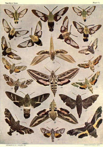 Reproducción/Reproduction 6266855234: The moth book Garden City, New York :Doubleday, Page & company,1916