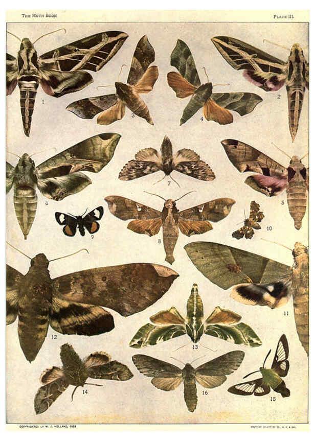 Reproducción/Reproduction 6266327649: The moth book Garden City, New York :Doubleday, Page & company,1916