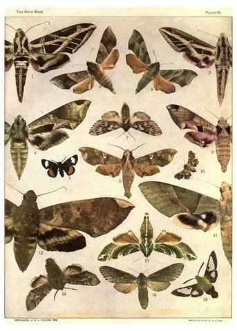 Reproducción/Reproduction 6266327649: The moth book Garden City, New York :Doubleday, Page & company,1916