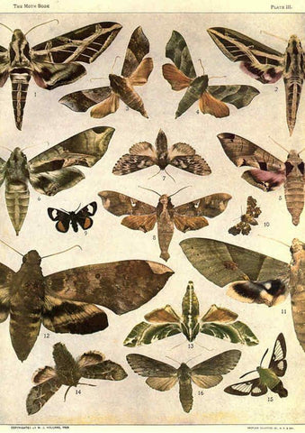Reproducción/Reproduction 6266327649: The moth book Garden City, New York :Doubleday, Page & company,1916