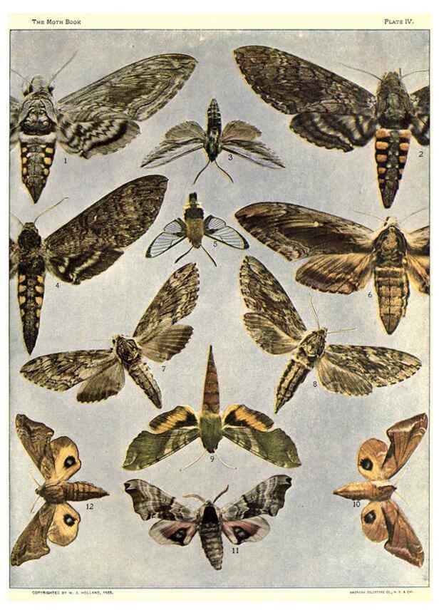 Reproducción/Reproduction 6266855728: The moth book Garden City, New York :Doubleday, Page & company,1916